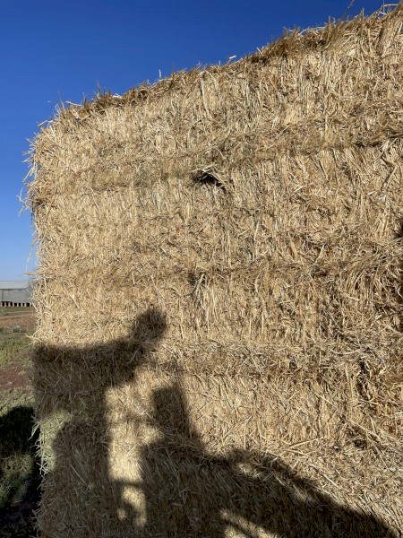 Wheat Hay Shedded