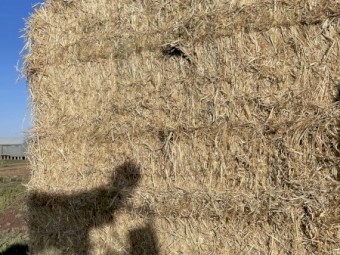 Wheat Hay Shedded