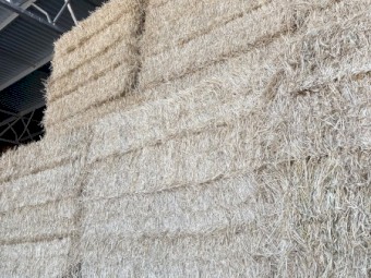 Wheat Hay Shedded