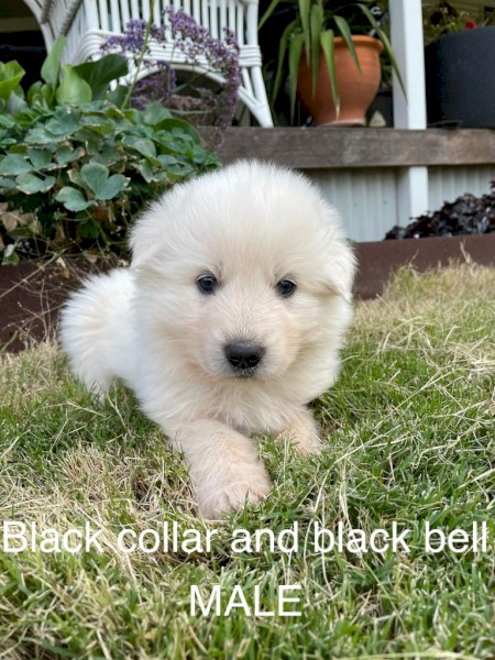 Maremma Pups for sale