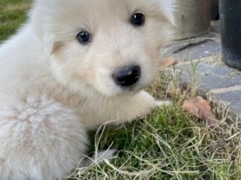Maremma Pups for sale