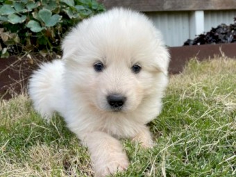 Maremma Pups for sale