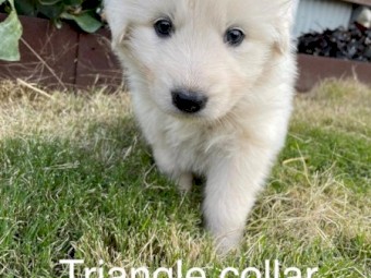 Maremma Pups for sale