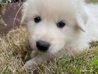 Maremma Pups for sale