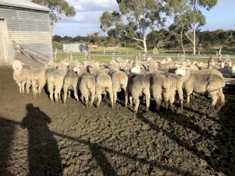 Sil Mumblebone ewes 
