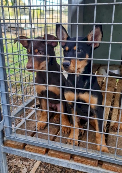 Purebred Kelpies Pups - For Sale (WKC Parents)