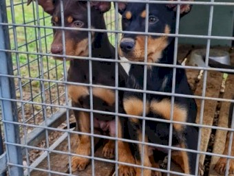 Purebred Kelpies Pups - For Sale (WKC Parents)