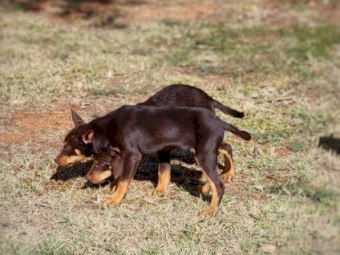 Purebred Kelpies Pups - For Sale (WKC Parents)