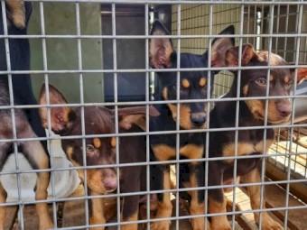 Purebred Kelpies Pups - For Sale (WKC Parents)