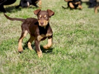 Purebred Kelpies Pups - For Sale (WKC Parents)