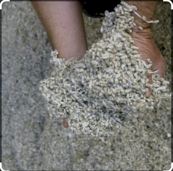 2023 Fuzzy Cotton seed