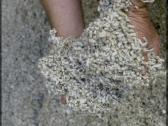 2023 Fuzzy Cotton seed