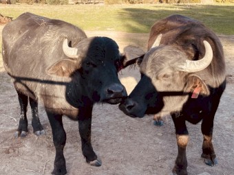 WATER BUFFALO. 1 x bull & 2 x heifers