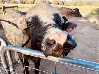 WATER BUFFALO. 1 x bull & 2 x heifers