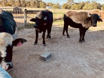 WATER BUFFALO. 1 x bull & 2 x heifers