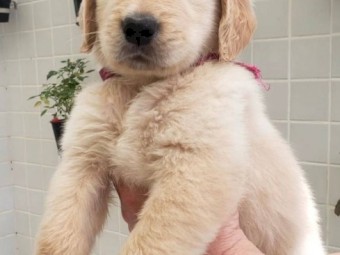 Registered Golden Retriever puppies Now available 
