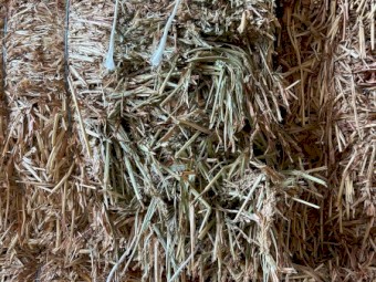 125mt Sorghum Hay 600-650kg 8x4x3 Bales