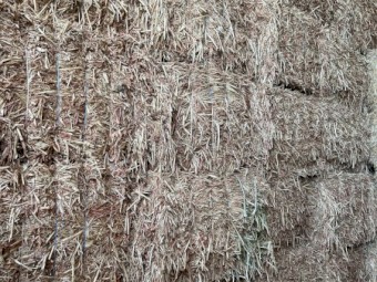 125mt Sorghum Hay 600-650kg 8x4x3 Bales
