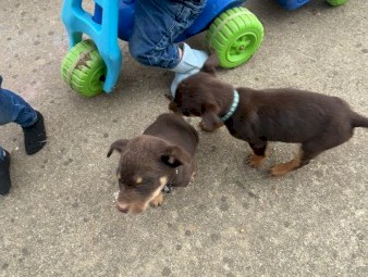 Kelpie Pups