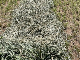 Pasture Hay Sprint Sudan X Hybrid 