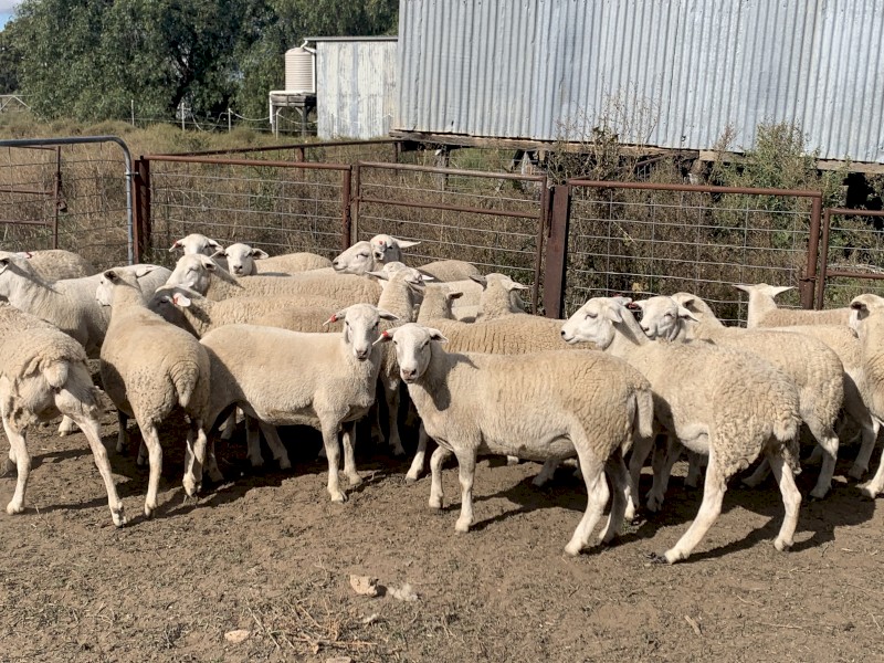 13 Australian White Ewe Lambs - July drop