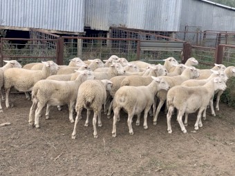 13 Australian White Ewe Lambs - July drop