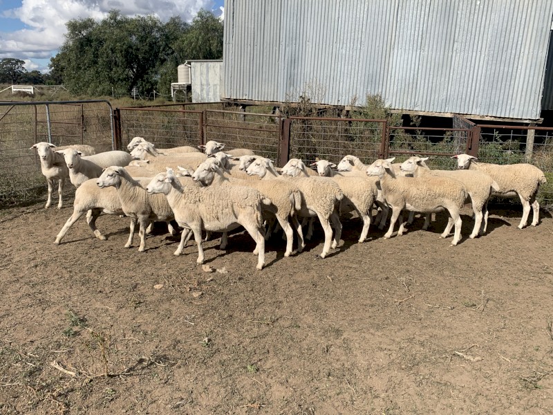 23 Australian White Ewe Lambs - July drop 