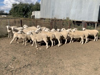 23 Australian White Ewe Lambs - July drop 