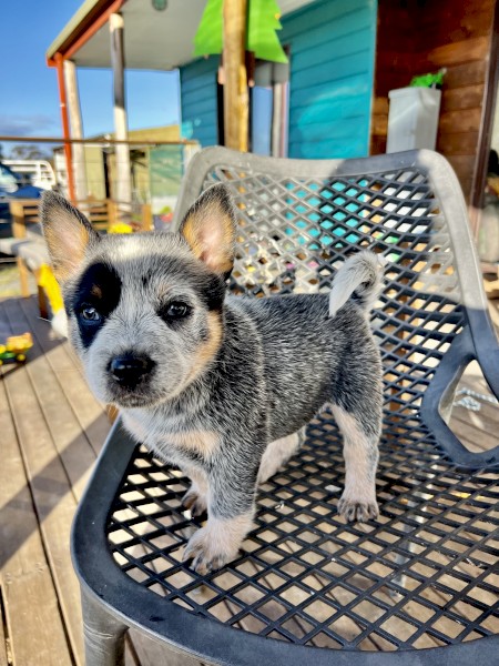 Blue Heeler puppies for sale 