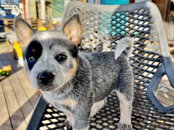 Blue Heeler puppies for sale 