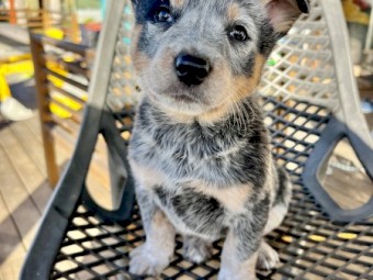 Blue Heeler puppies for sale 