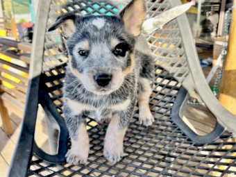 Blue Heeler puppies for sale 