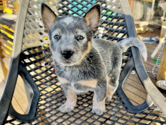 Blue Heeler puppies for sale 