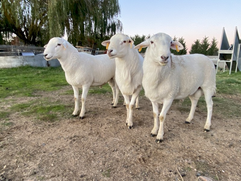 Australian White Rams 2021 and 2022  drop