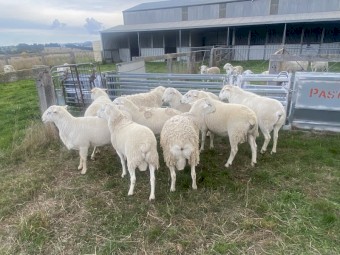 Australian White Rams 2021 and 2022  drop