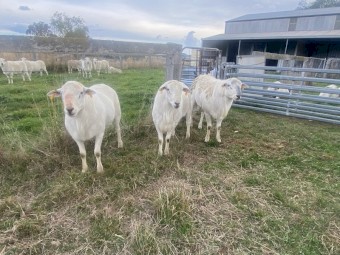 Australian White Rams 2021 and 2022  drop