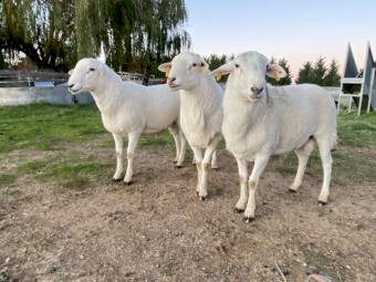 Australian White Rams 2021 and 2022  drop
