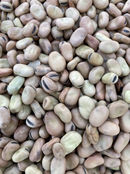 Faba Beans