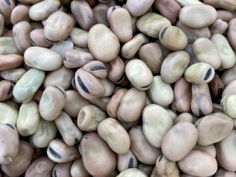 Faba Beans