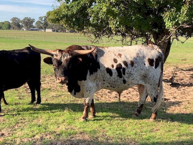 Longhorn Bull