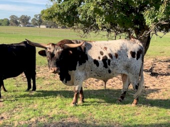 Longhorn Bull