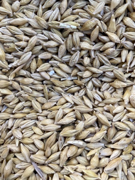 Bar1 Barley