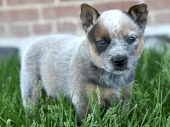 Beautiful Australian Shepherd litter