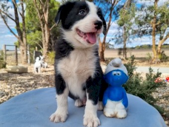 purebred border collie puppies