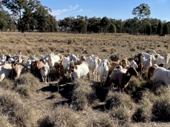 Mixed breed goats - Rangelands, Rangelands X Boer, Boer X’s.