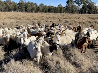 Mixed breed goats - Rangelands, Rangelands X Boer, Boer X’s.