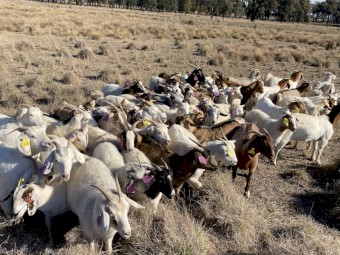 Mixed breed goats - Rangelands, Rangelands X Boer, Boer X’s.
