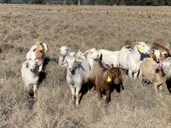 Mixed breed goats - Rangelands, Rangelands X Boer, Boer X’s.