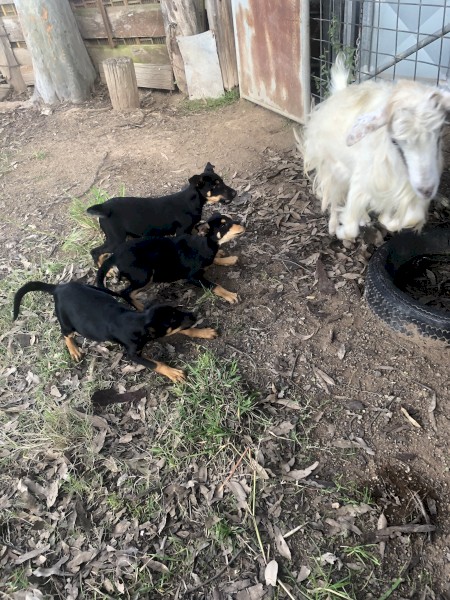 Nandi Working Dog pups