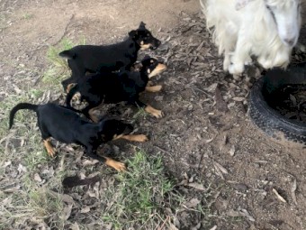 Nandi Working Dog pups